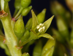 Image of <i>Rhamnus pirifolia</i>