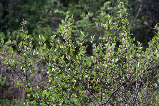 Plancia ëd <i>Cercocarpus betuloides</i> var. <i>blancheae</i>