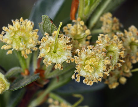 Plancia ëd <i>Cercocarpus betuloides</i> var. <i>blancheae</i>