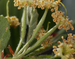 Plancia ëd <i>Cercocarpus betuloides</i> var. <i>blancheae</i>