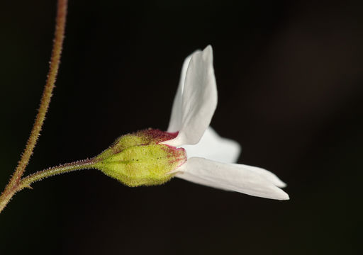 Image of mission woodland-star