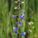 Image of seaside larkspur