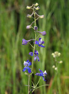 Image of seaside larkspur