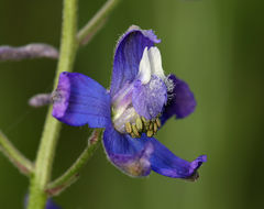 Image of seaside larkspur