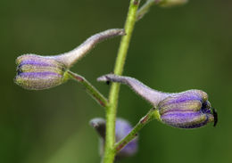 Image of seaside larkspur