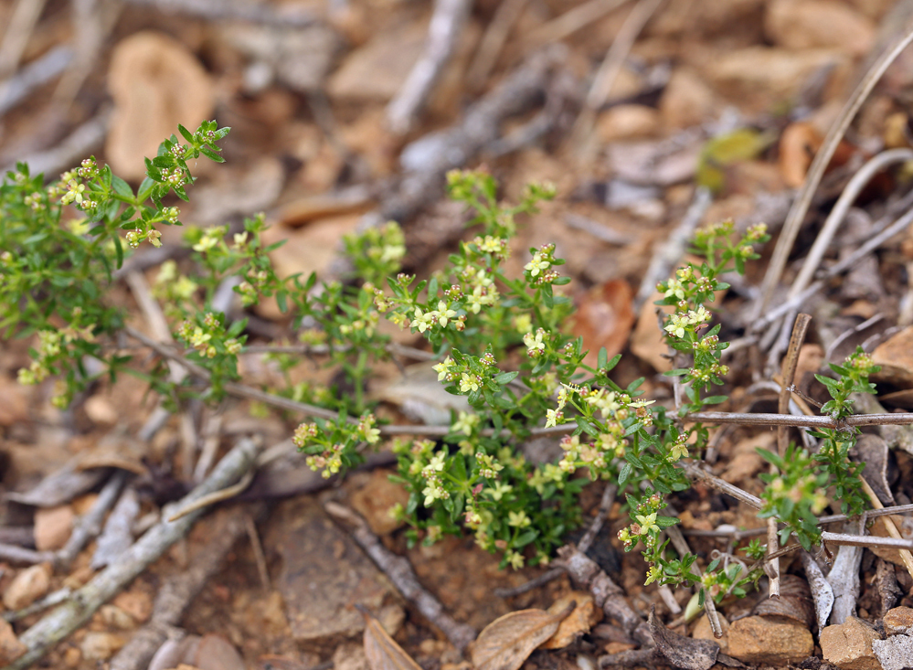 Image of narrowleaf bedstraw