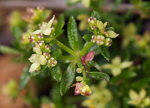 Image of narrowleaf bedstraw