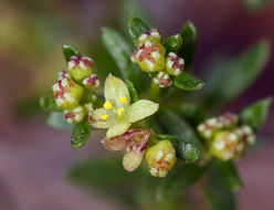 Image of narrowleaf bedstraw