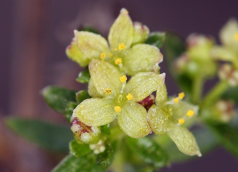 Image of narrowleaf bedstraw