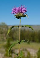 Image of wild bergamot