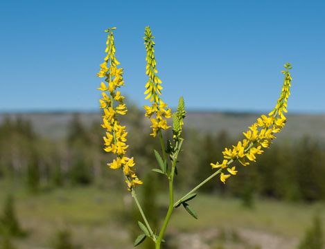 Imagem de Melilotus officinalis (L.) Pall.