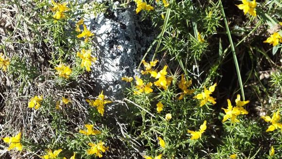 صورة Genista sylvestris subsp. dalmatica (Bartl.) H. Lindb.