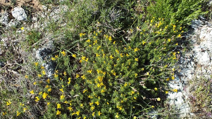 صورة Genista sylvestris subsp. dalmatica (Bartl.) H. Lindb.