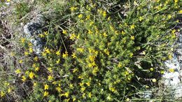 صورة Genista sylvestris subsp. dalmatica (Bartl.) H. Lindb.