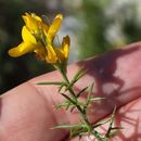 Слика од Genista sylvestris subsp. dalmatica (Bartl.) H. Lindb.