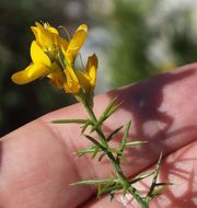 صورة Genista sylvestris subsp. dalmatica (Bartl.) H. Lindb.