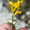 Image of Genista michelii Spach