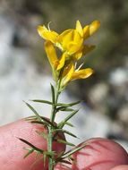 Image of Genista michelii Spach