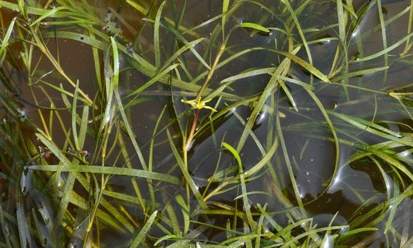 Image of grassleaf mudplantain