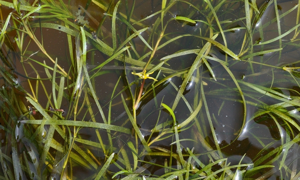 Image of grassleaf mudplantain