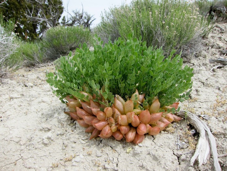 Image of great bladdery milkvetch