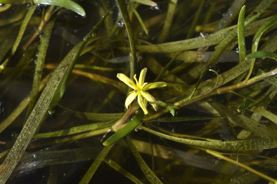 Image of grassleaf mudplantain