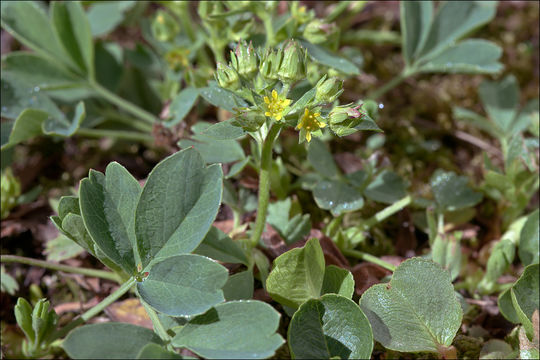 Image of creeping sibbaldia