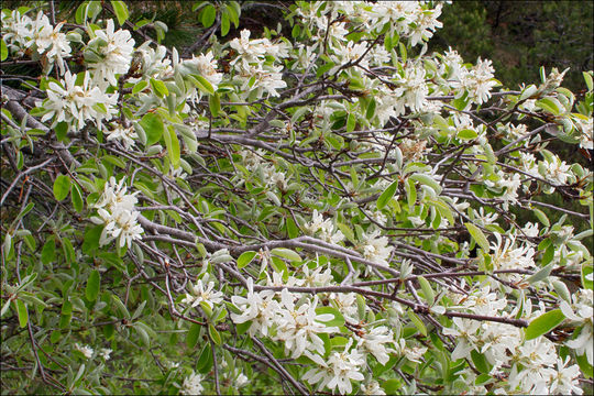 Image of Snowy Mespilus