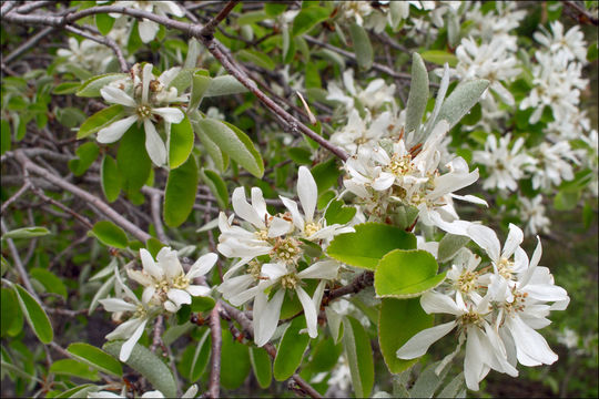 Image of Snowy Mespilus