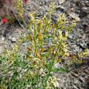 Image de Astragalus porrectus S. Wats.
