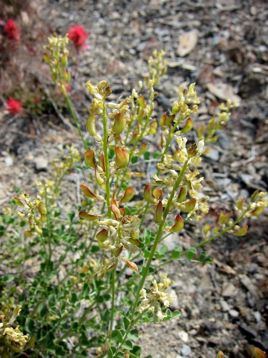 Imagem de Astragalus porrectus S. Wats.