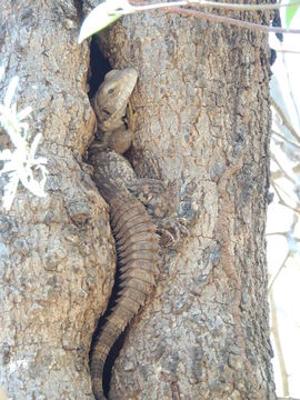 Image of Oaxacan spiny-tailed iguana