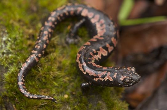 Image of Black-and-Gold Salamander