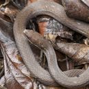 Image of Two-spotted Snake