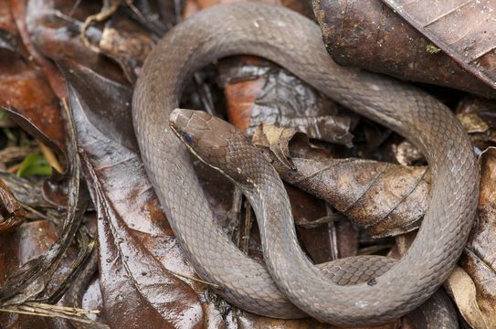 Image of Two-spotted Snake