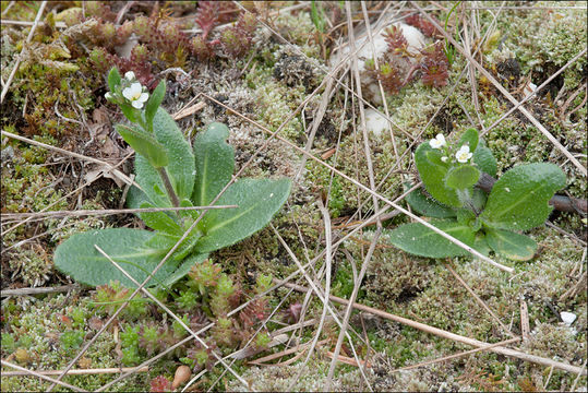 Image of <i>Arabis ciliata</i> var. <i>hirta</i>