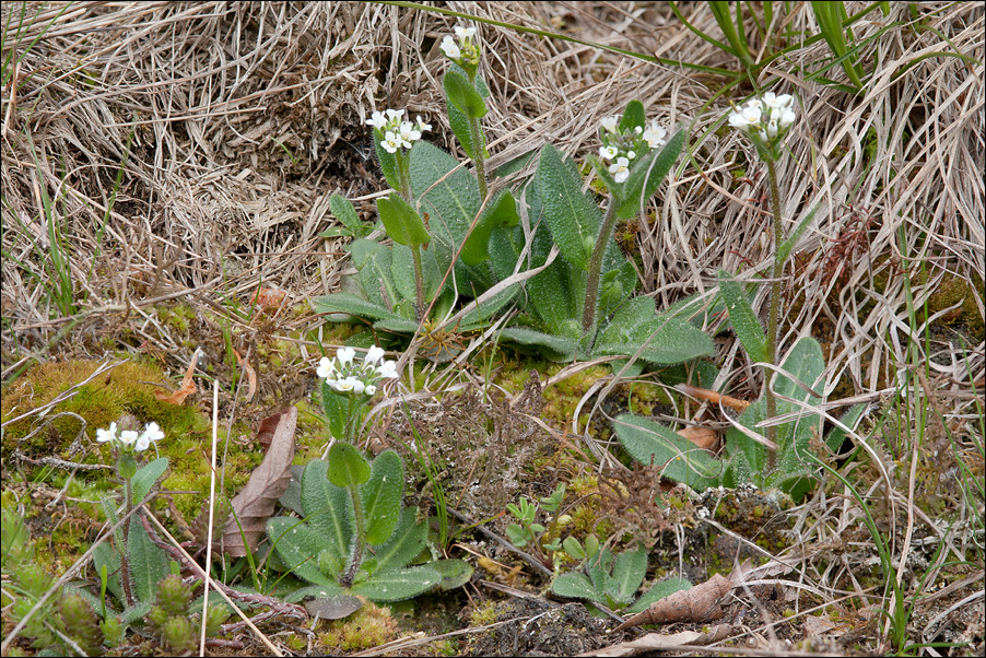 Image of <i>Arabis ciliata</i> var. <i>hirta</i>