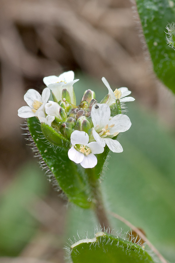 Image of <i>Arabis ciliata</i> var. <i>hirta</i>