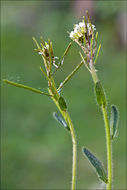 Image of <i>Arabis ciliata</i> var. <i>hirta</i>