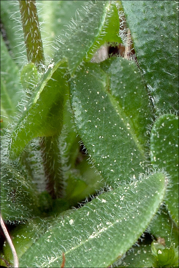 Image of <i>Arabis ciliata</i> var. <i>hirta</i>