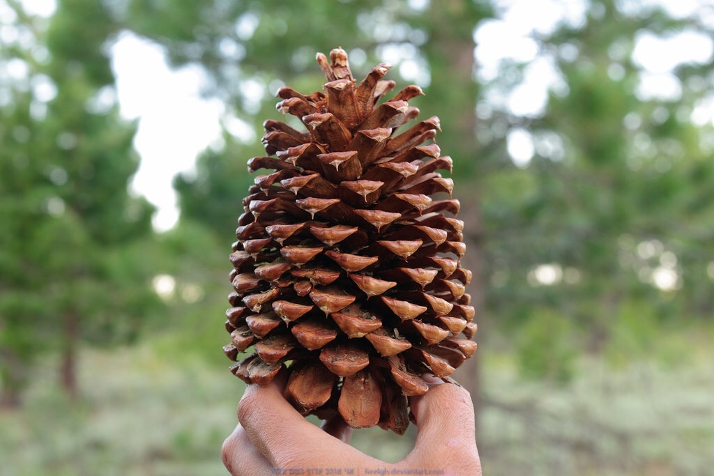 Image of Jeffrey Pine