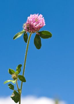 Image of Red Clover