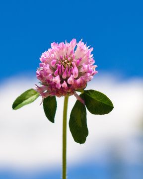 Image of Red Clover