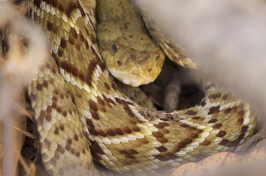 Image of Basilisk Rattlesnake