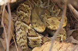 Image of Basilisk Rattlesnake