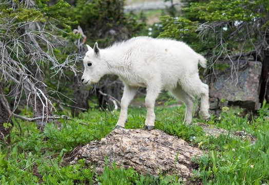 Image of Mountain Goat