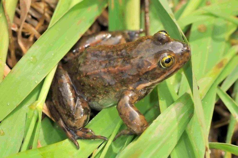 Image of Oregon Spotted Frog