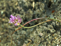 Image of Purdy's fringed onion