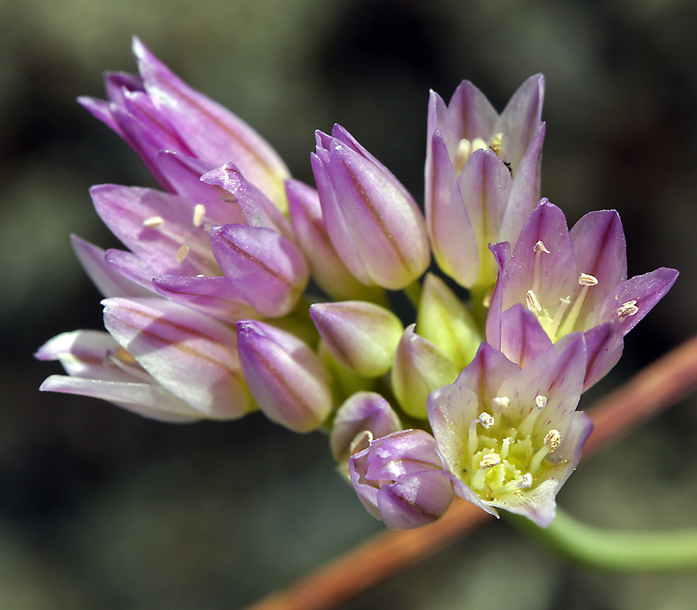 Image of Purdy's fringed onion