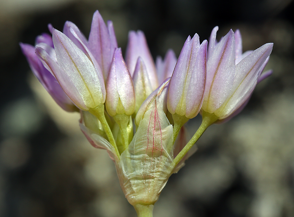 Image of Purdy's fringed onion